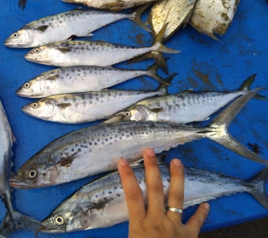 Scomberomorus guttatus juveniles and adults