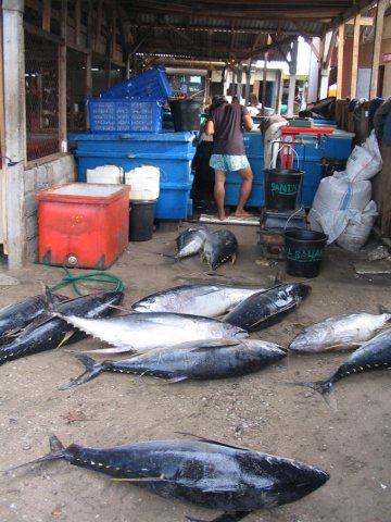 Thunnus albacares