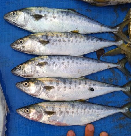 Scomberomorus guttatus juveniles