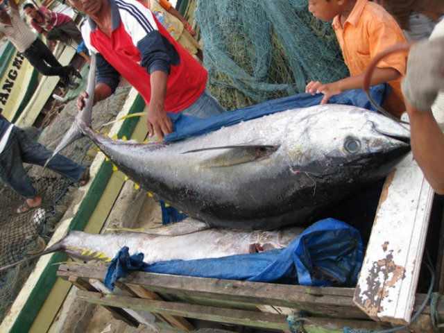 Thunnus albacares