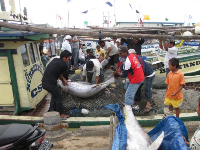 Thunnus albacares