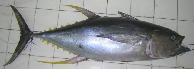 Thunnus albacares