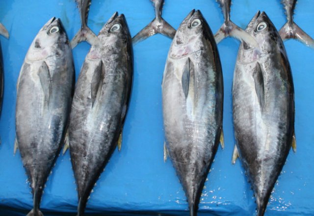 Thunnus albacares