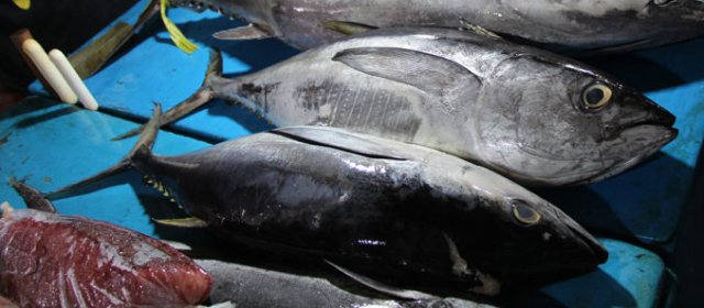 Thunnus albacares