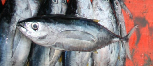 Thunnus albacares