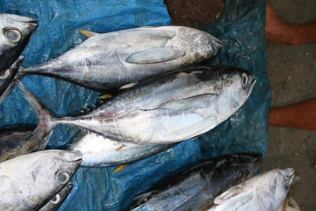 Thunnus albacares (above) and Thunnus obesus (bottom)