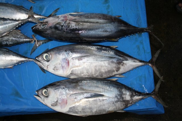Thunnus obesus