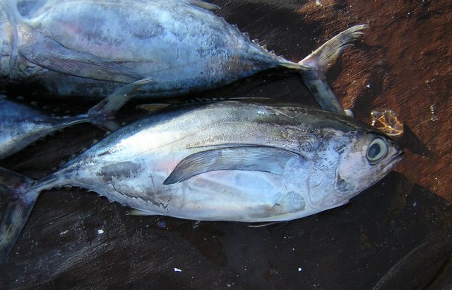 Thunnus obesus