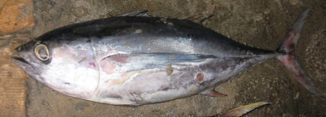Thunnus obesus