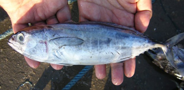 Thunnus obesus juvenile