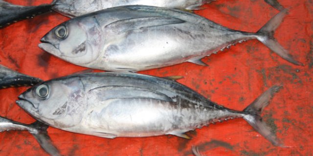Thunnus obesus