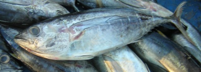 Thunnus obesus