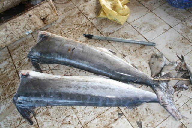 Istiompax indica