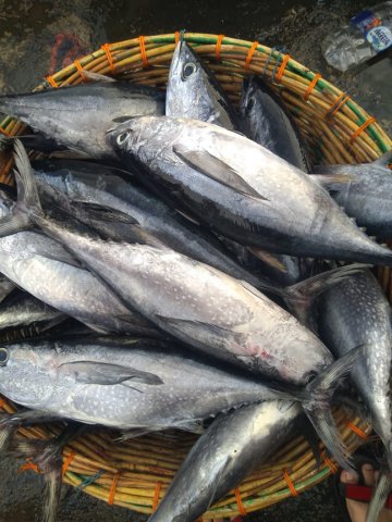 Thunnus tonggol