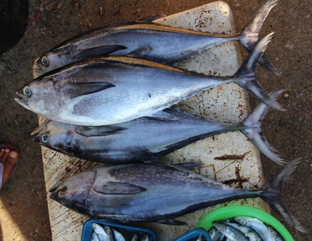Thunnus tonggol