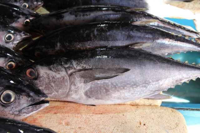 Thunnus tonggol