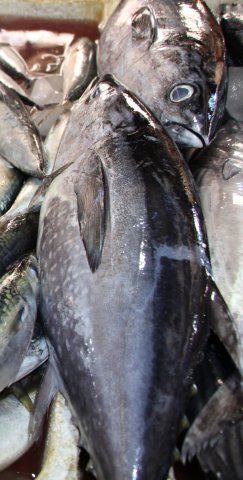 Thunnus tonggol