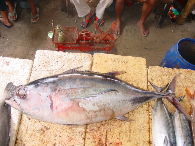 Thunnus obesus