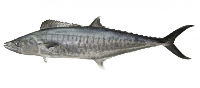 Scomberomorus commerson