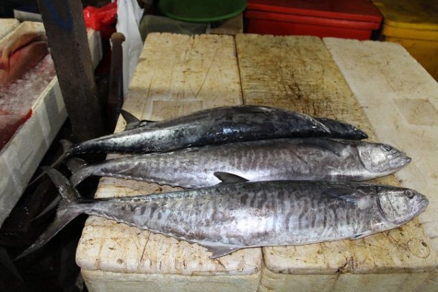 Scomberomorus commerson