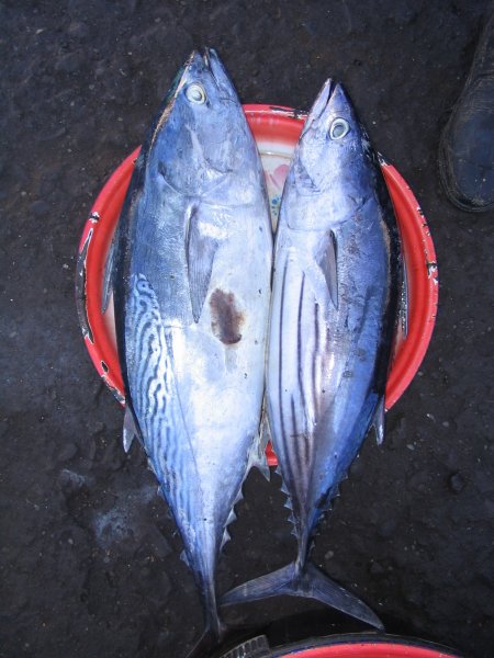 Euthynnus affinis and Katsuwonus pelamis