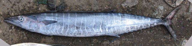 Acanthocybium solandri