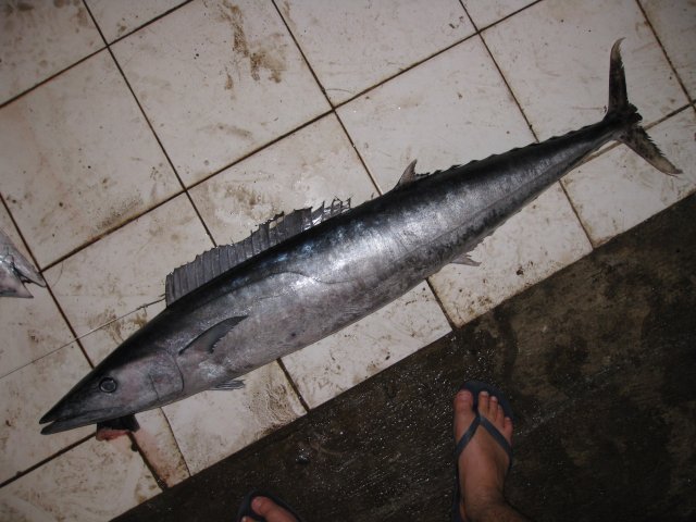Acanthocybium solandri