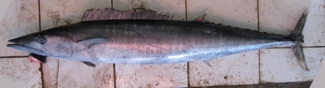Acanthocybium solandri