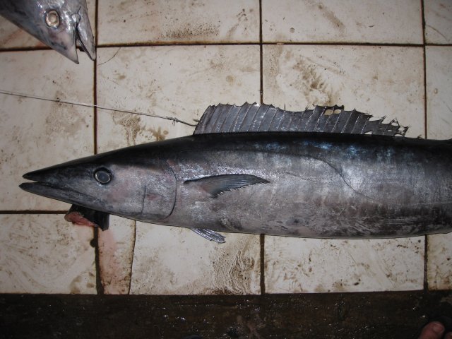 Acanthocybium solandri anterior portion