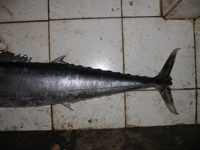 Acanthocybium solandri posterior portion