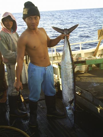 Acanthocybium solandri