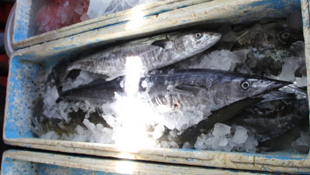 Acanthocybium solandri (below) and Scomberomorus commerson (above)