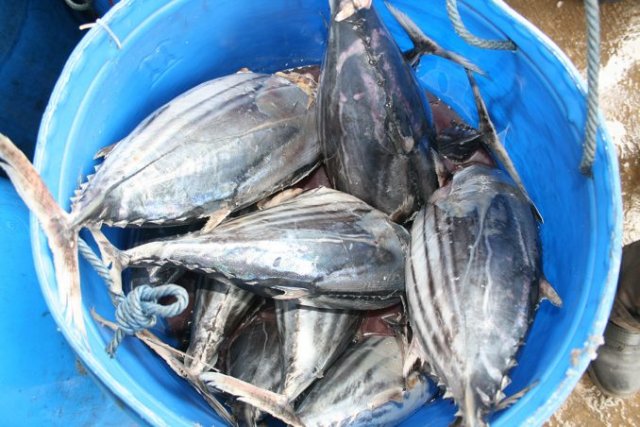 Katsuwonus pelamis