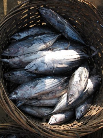 Katsuwonus pelamis