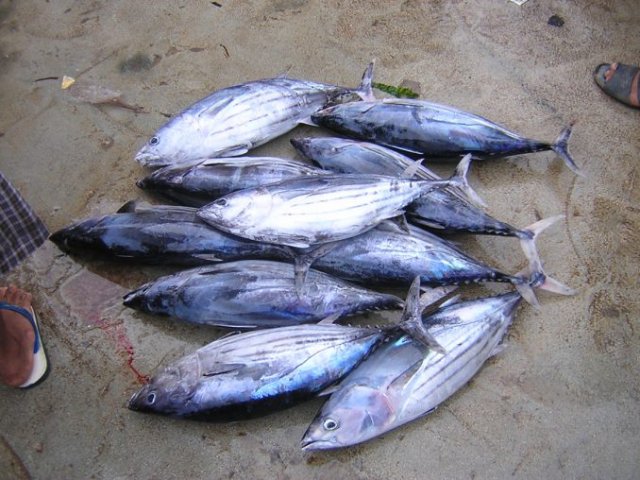 Katsuwonus pelamis