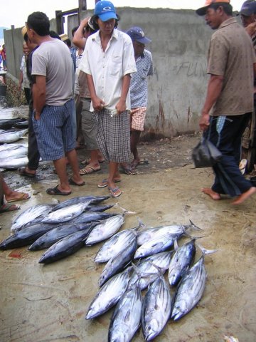Katsuwonus pelamis