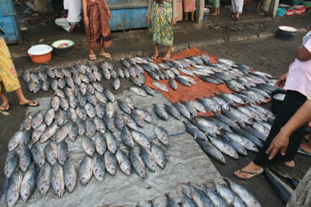 Katsuwonus pelamis