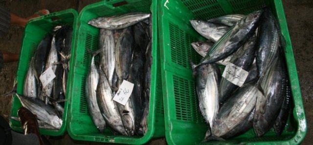 Katsuwonus pelamis