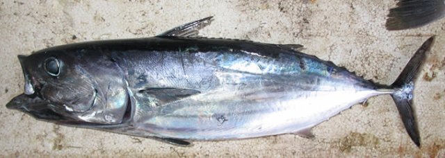 Katsuwonus pelamis