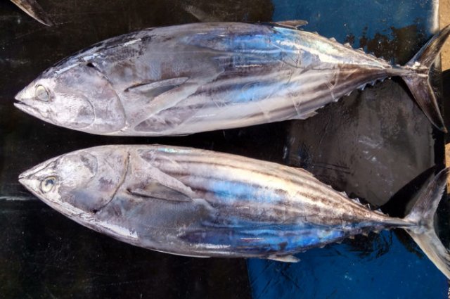 Katsuwonus pelamis