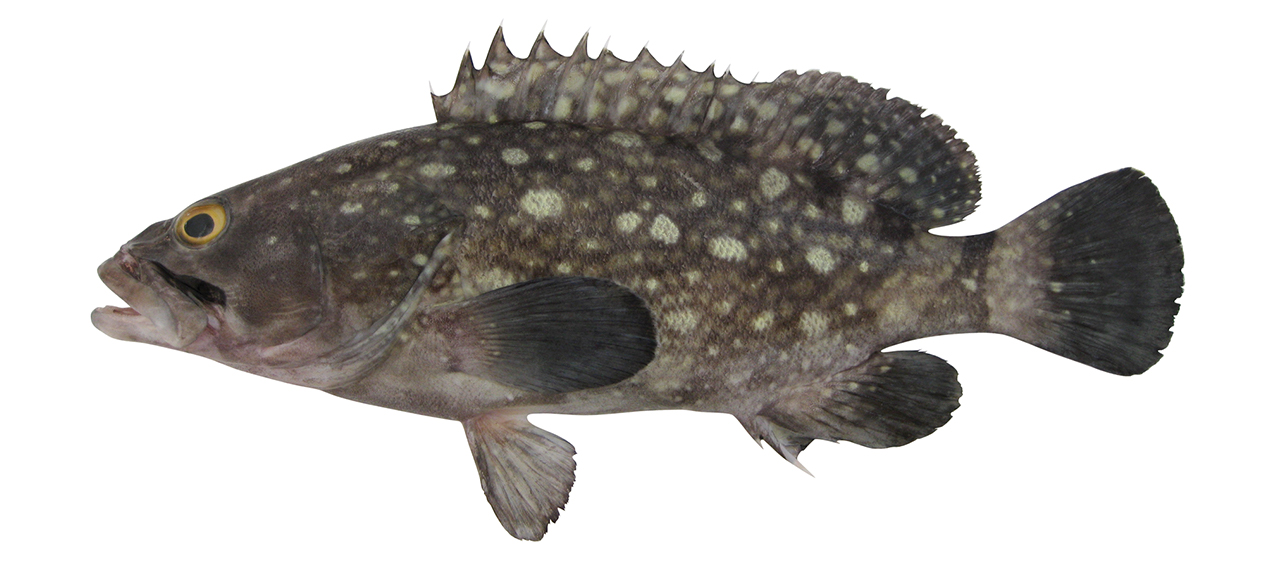 Epinephelus coeruleopunctatus