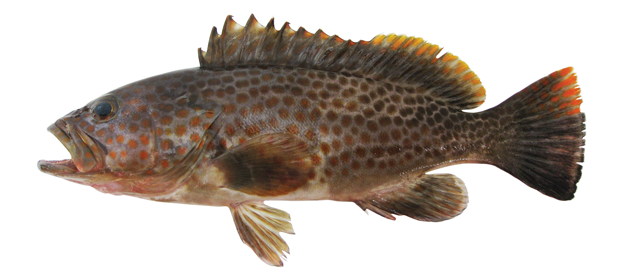 Epinephelus bleekeri