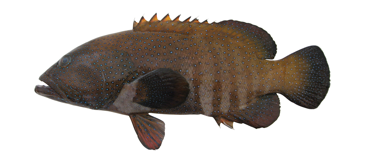 Cephalopholis argus