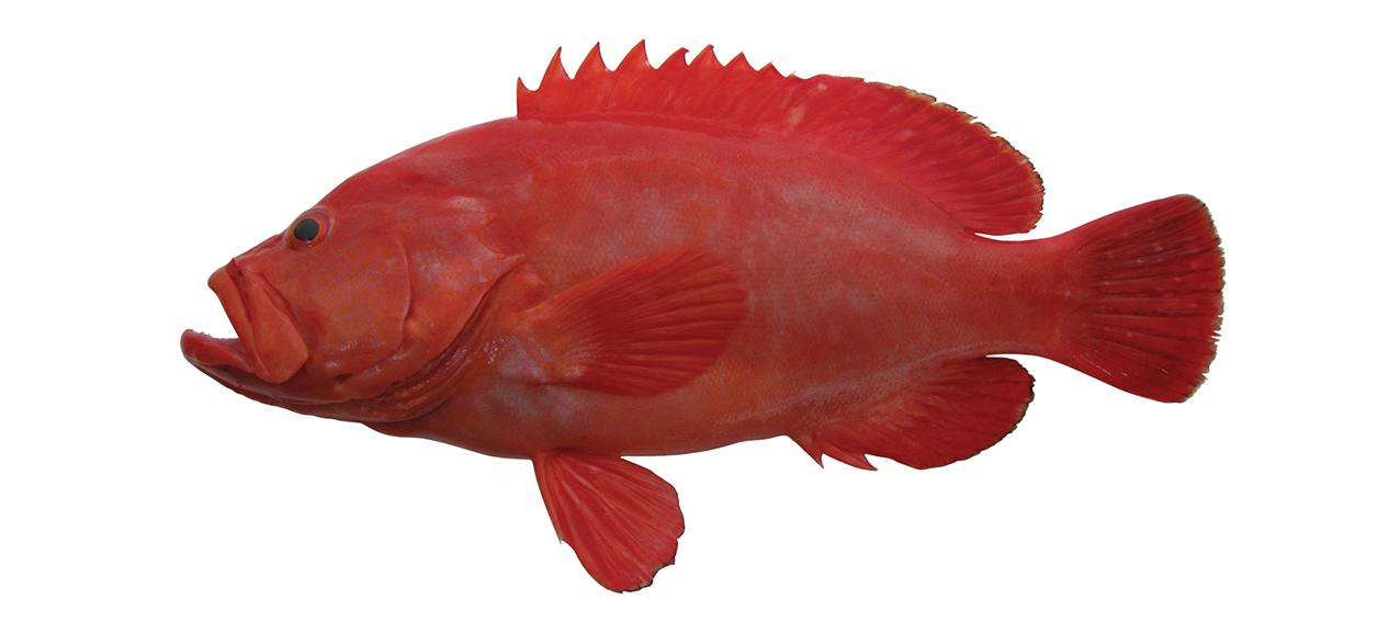 Cephalopholis sonnerati