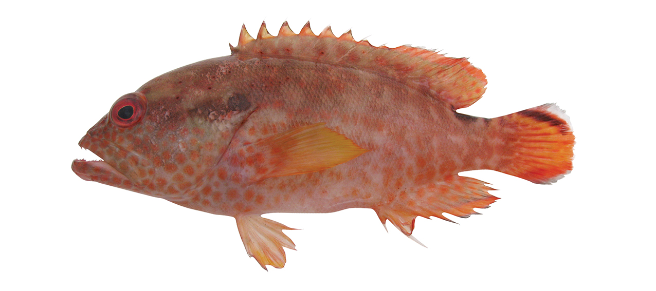 Cephalopholis leopardus