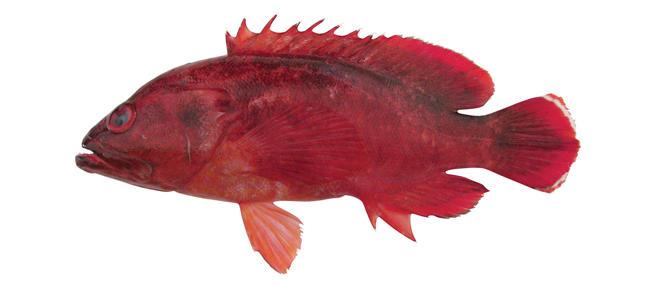 Cephalopholis spiloparaea