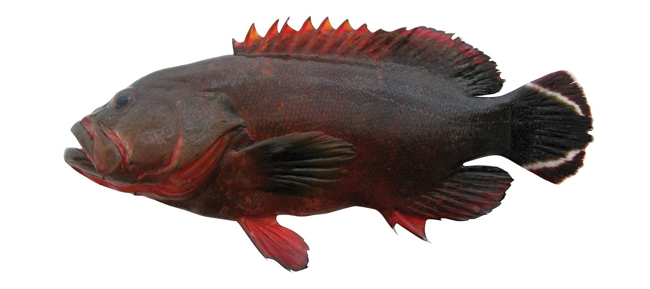 Cephalopholis urodeta
