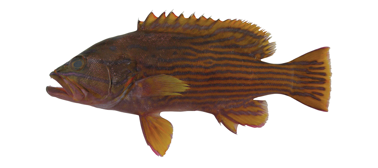 Cephalopholis polleni