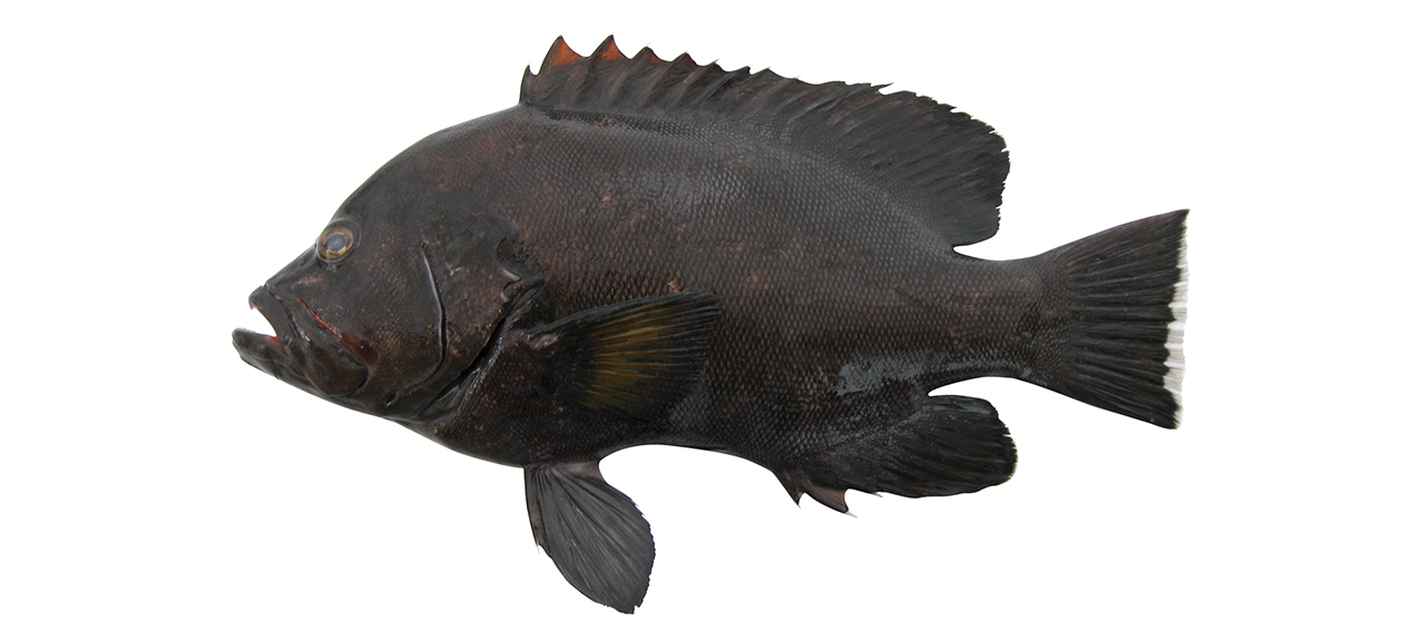 Aethaloperca rogaa