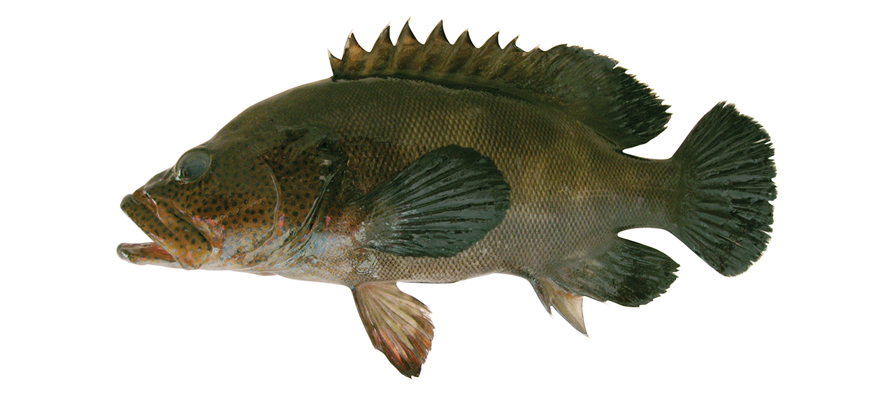 Cephalopholis microprion